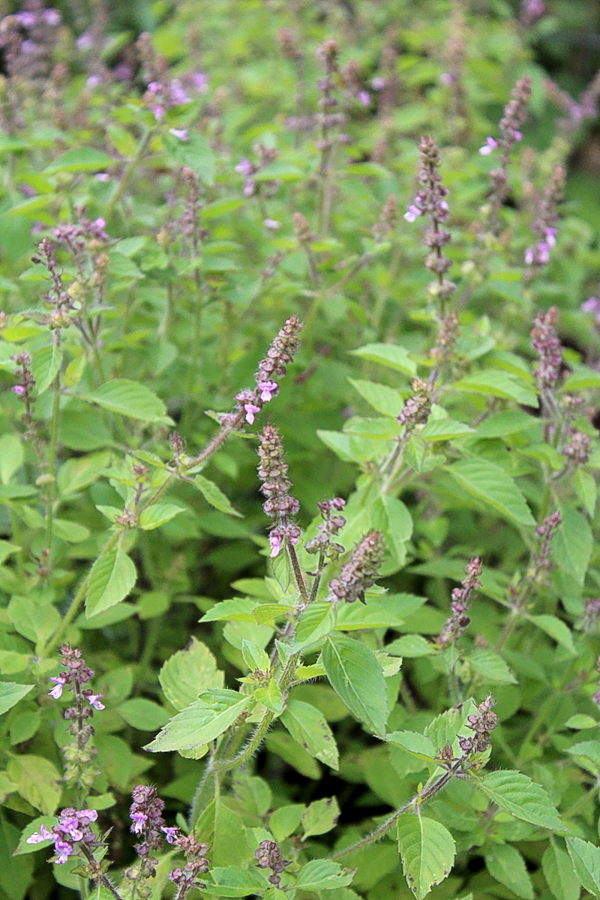 Tulsi growing outdoors in early autumn in zone 4. This patch was 2 small plants in the spring, but they expanded rapidly.