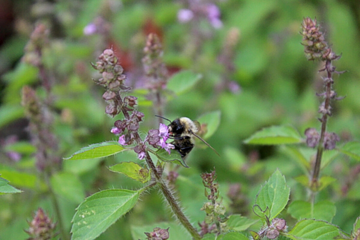 A happy bee enjoying tulsi forage in the fall, when few other plants are blooming.