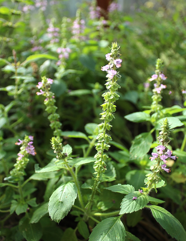 Tulsi in flower in late fall in Vermont.
