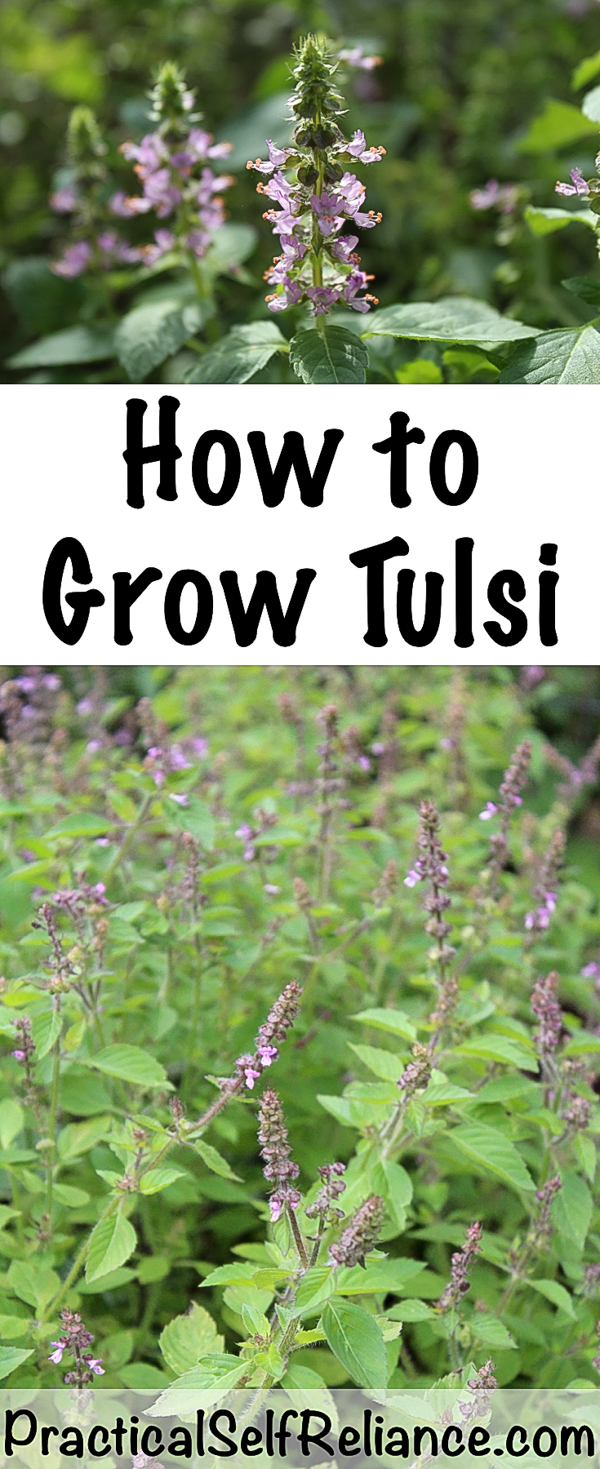 How to Grow Tulsi Indoors or Outside ~ Growing Holy Basil #tulsi #holybasil #howtogrow #herbgarden #herbalism #homesteading #herbs