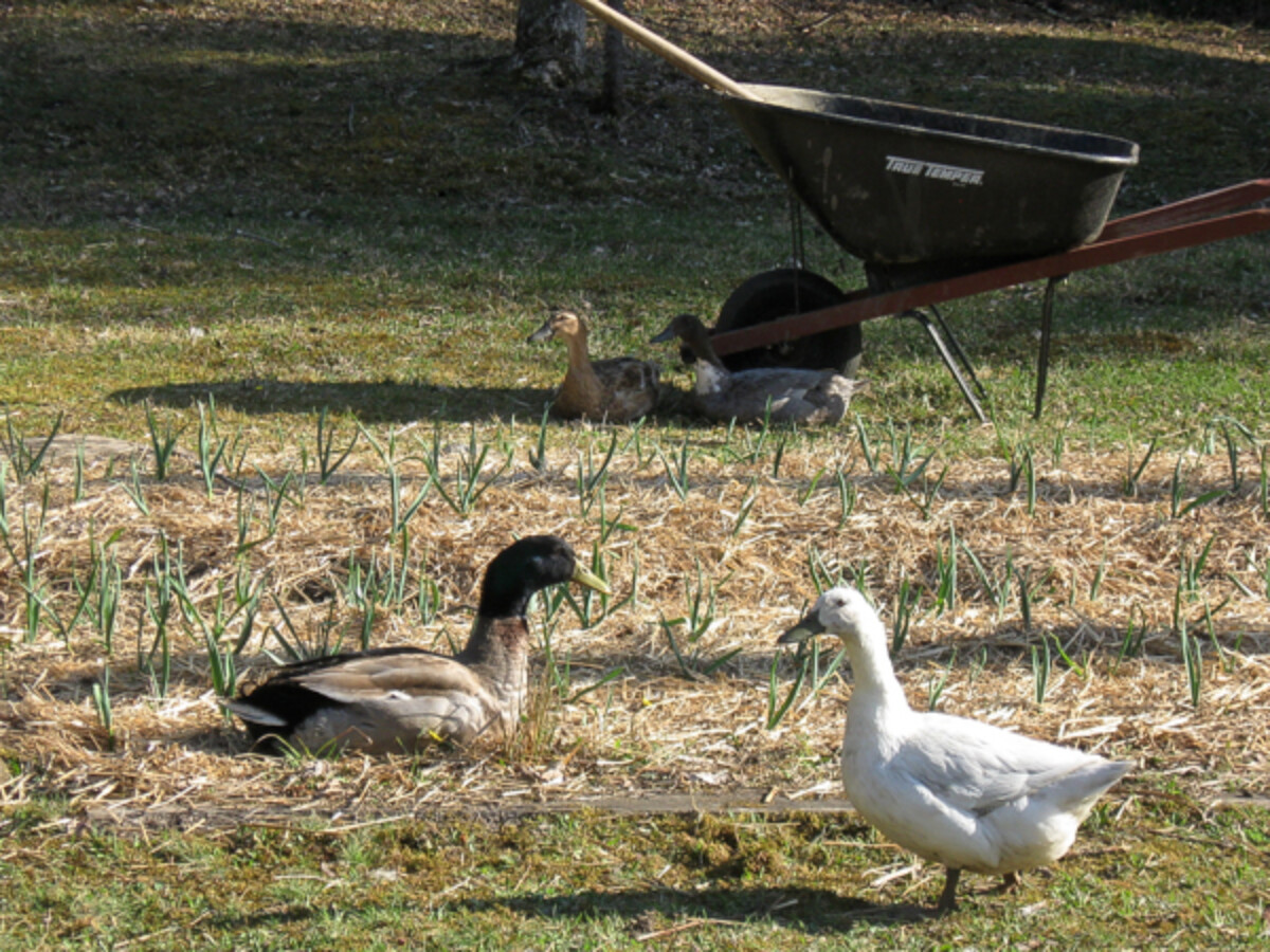 Ducks roaming on a suburban farm