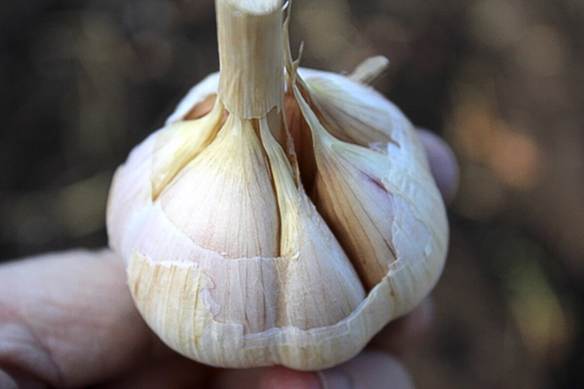 Peeling Garlic for Planting