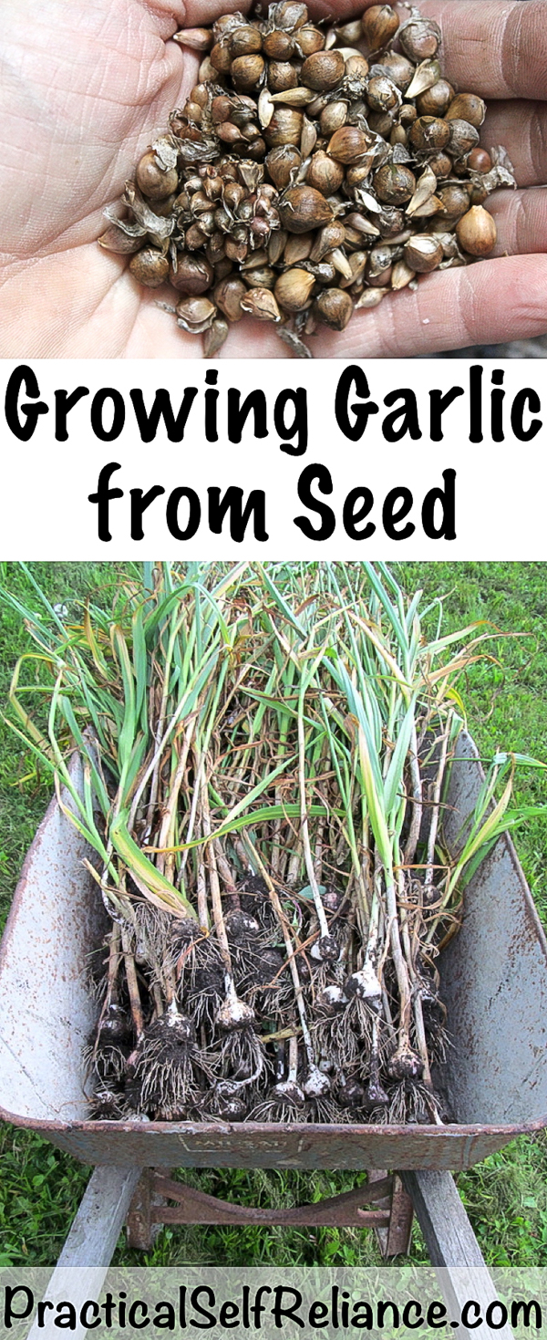 Growing Garlic from Seed ~ True Garlic Seed (bulbils) #vegetablegardening #growingfood #garlic #fallgardening #homesteading #howtogrow #heirloomgarden #seeds #gardenseeds
