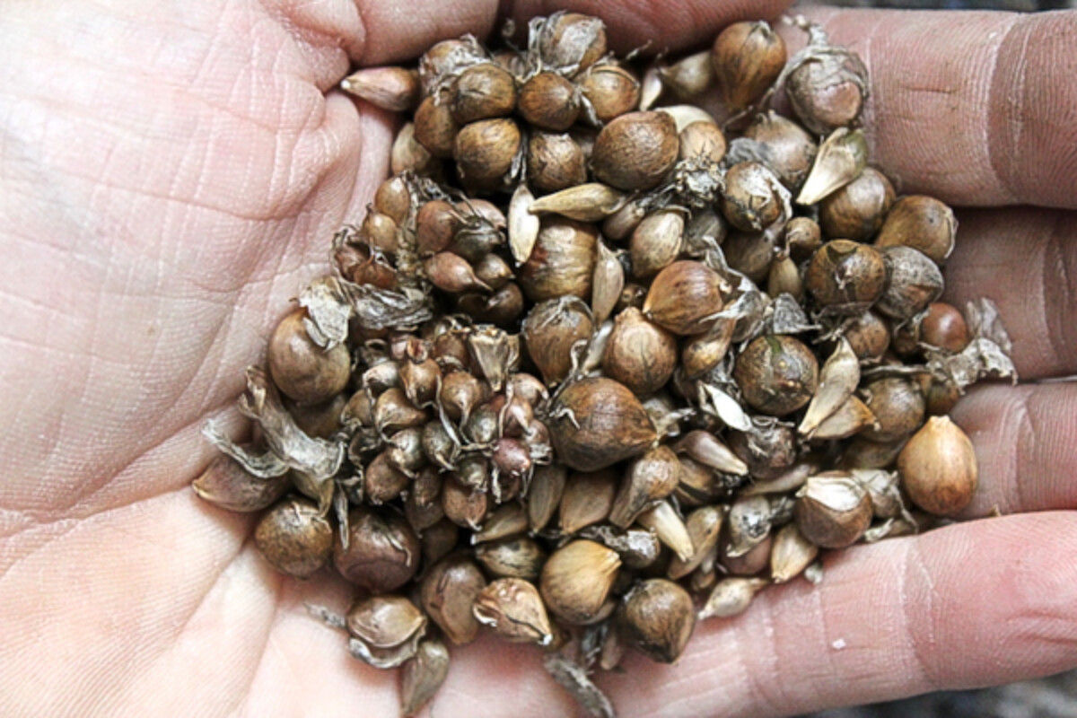 Home harvested garlic seed (bulbils)