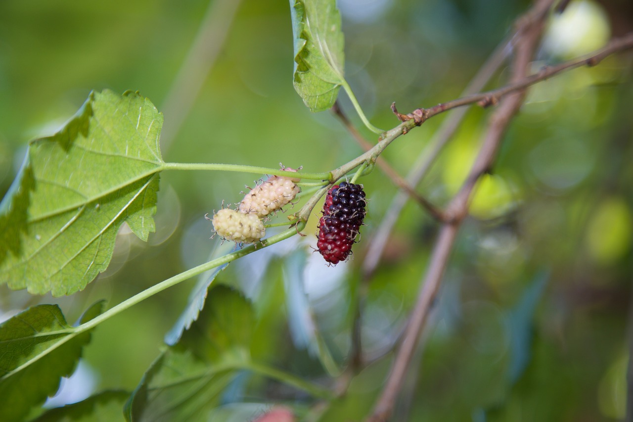 Mulberries Ripening