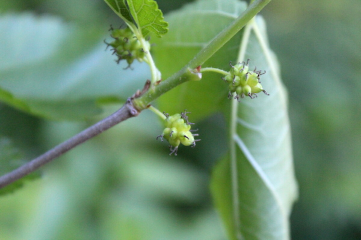 Mulberry Fruits Forming