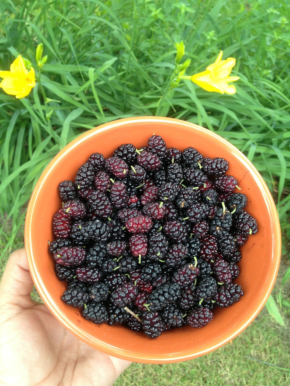 Mulberry Harvest