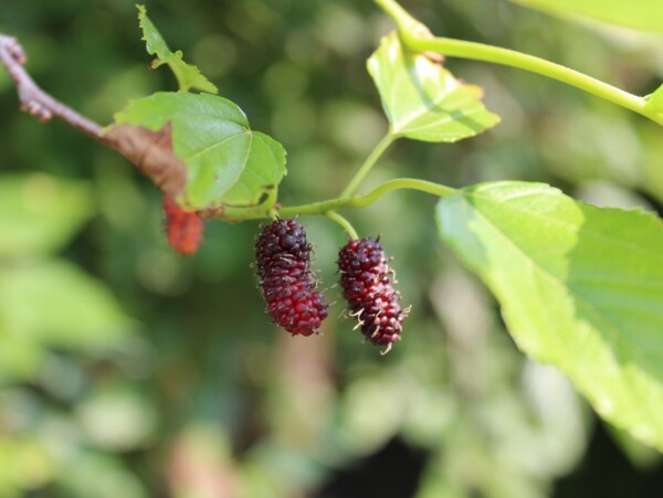 Nearly Ripe Mulberries