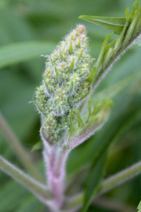 New Sumac Bud