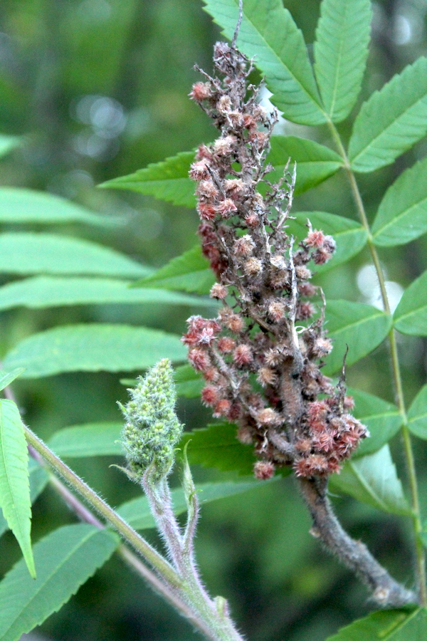 Old and New Sumac