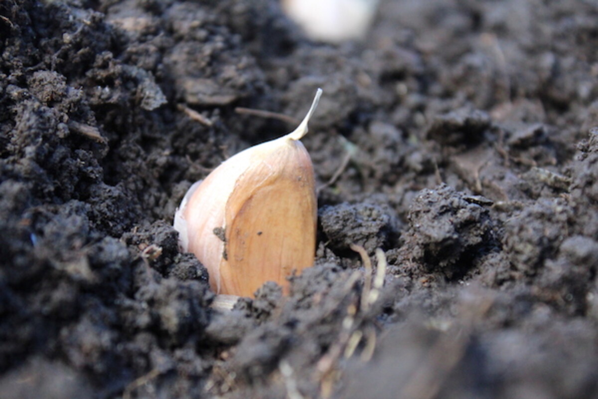 Planting Garlic in the fall