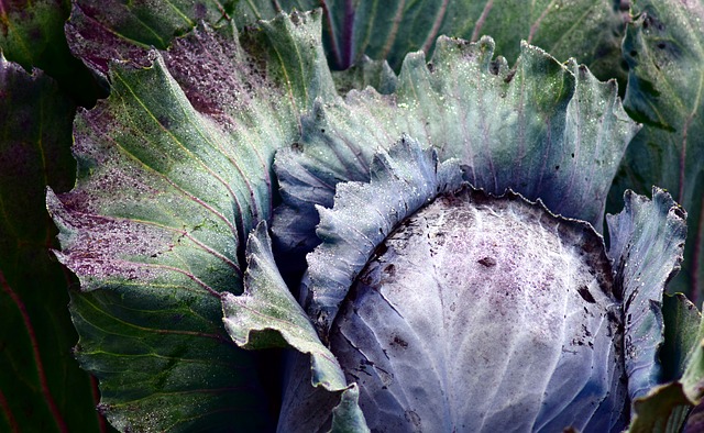 Red Cabbage after First Frost
