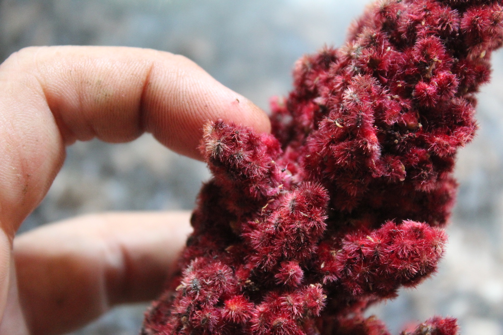 Removing Sumac Pieces