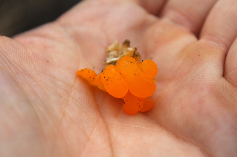 small witches butter mushroom (Dacrymyces palmatus)