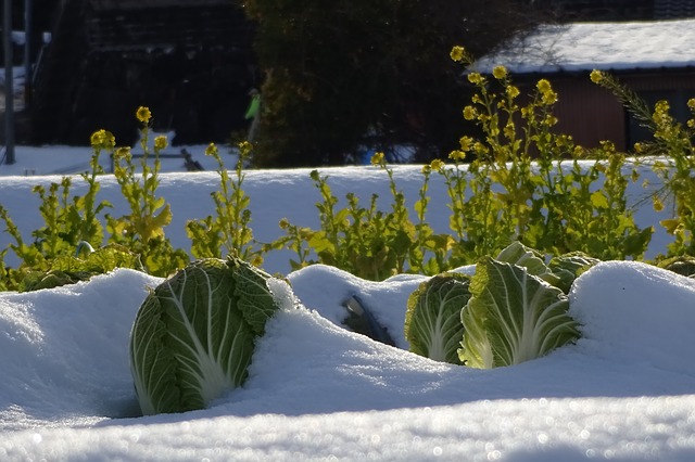 Snow on Chinese Cabbage