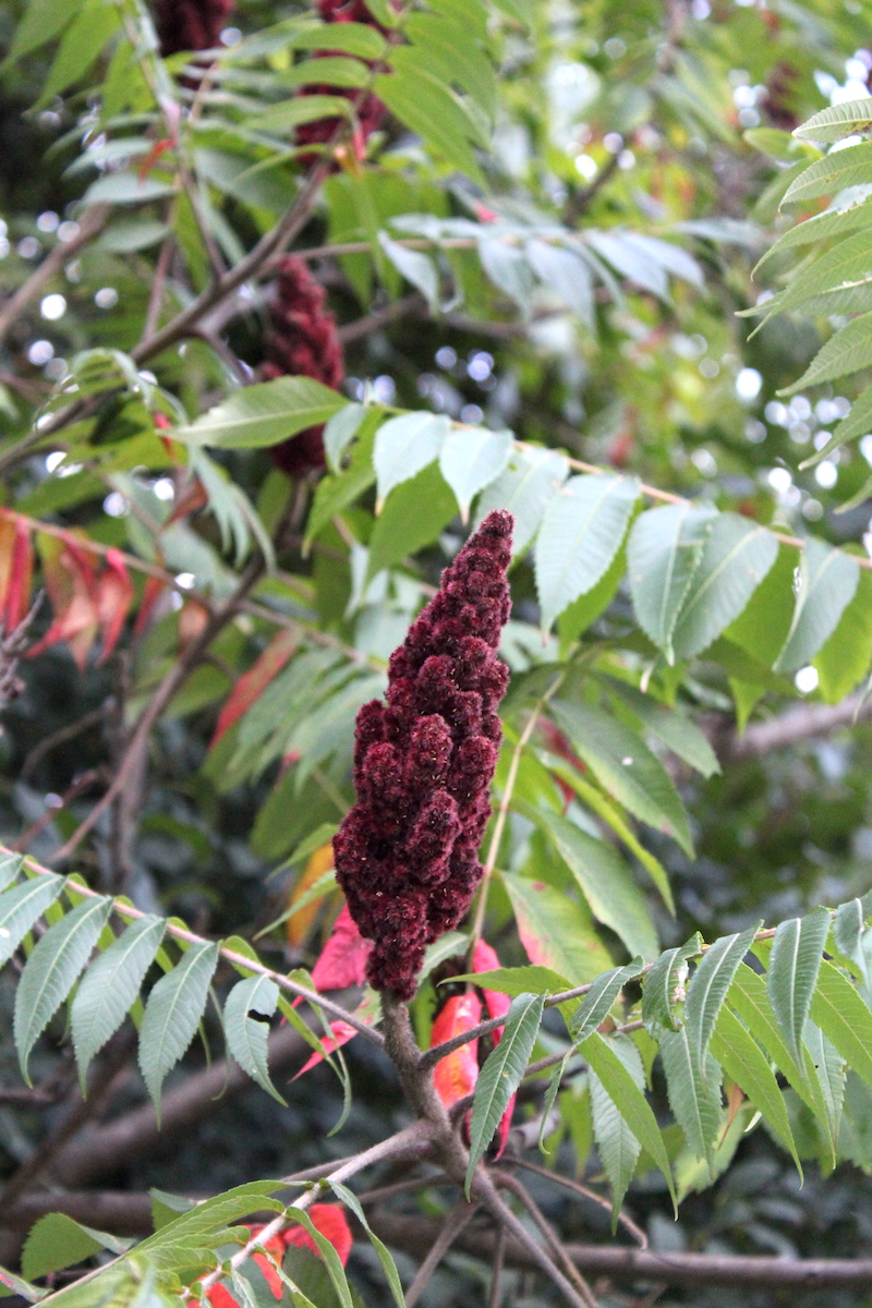 Staghorn Sumac