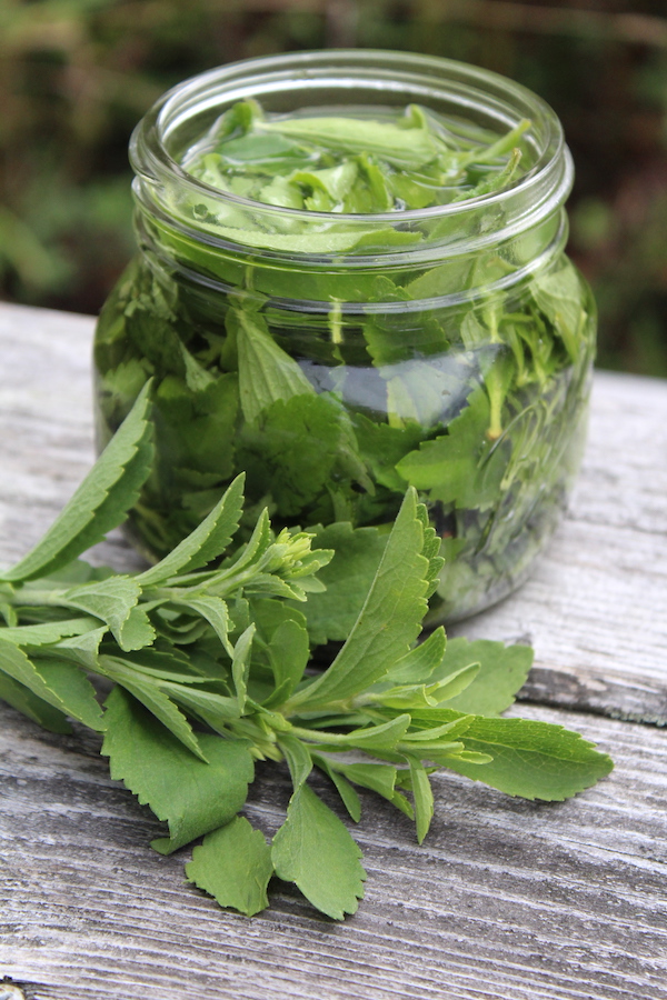 easy stevia alcohol extraction