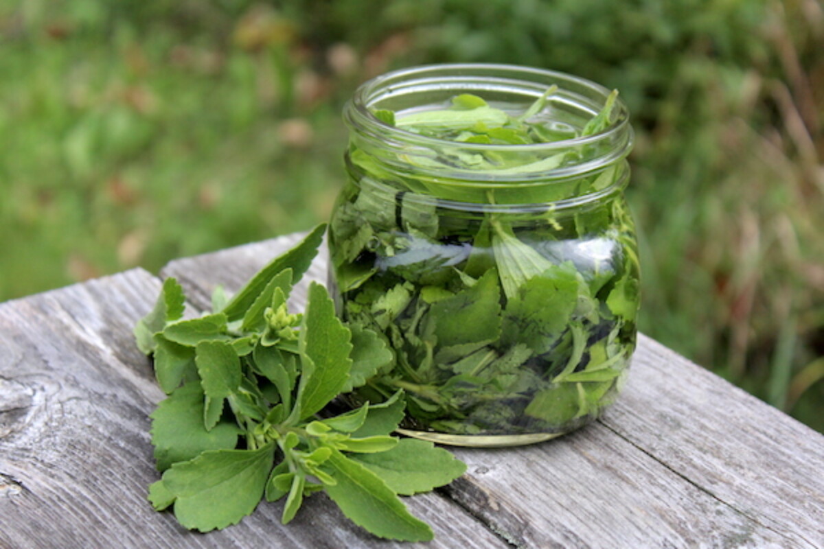 homemade liquid stevia extract