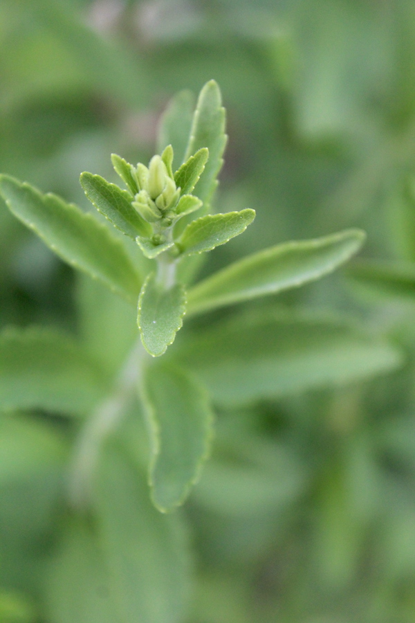 stevia plant growing in the garden