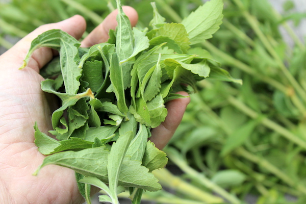Stevia Leaves for homemade extract