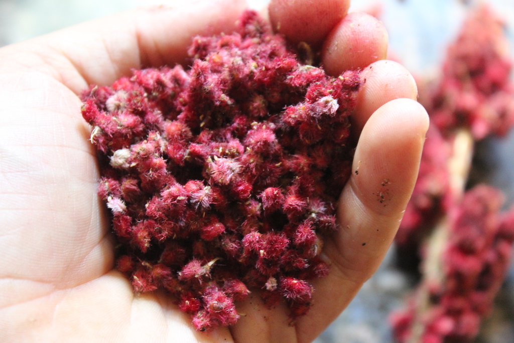 Sumac Berries