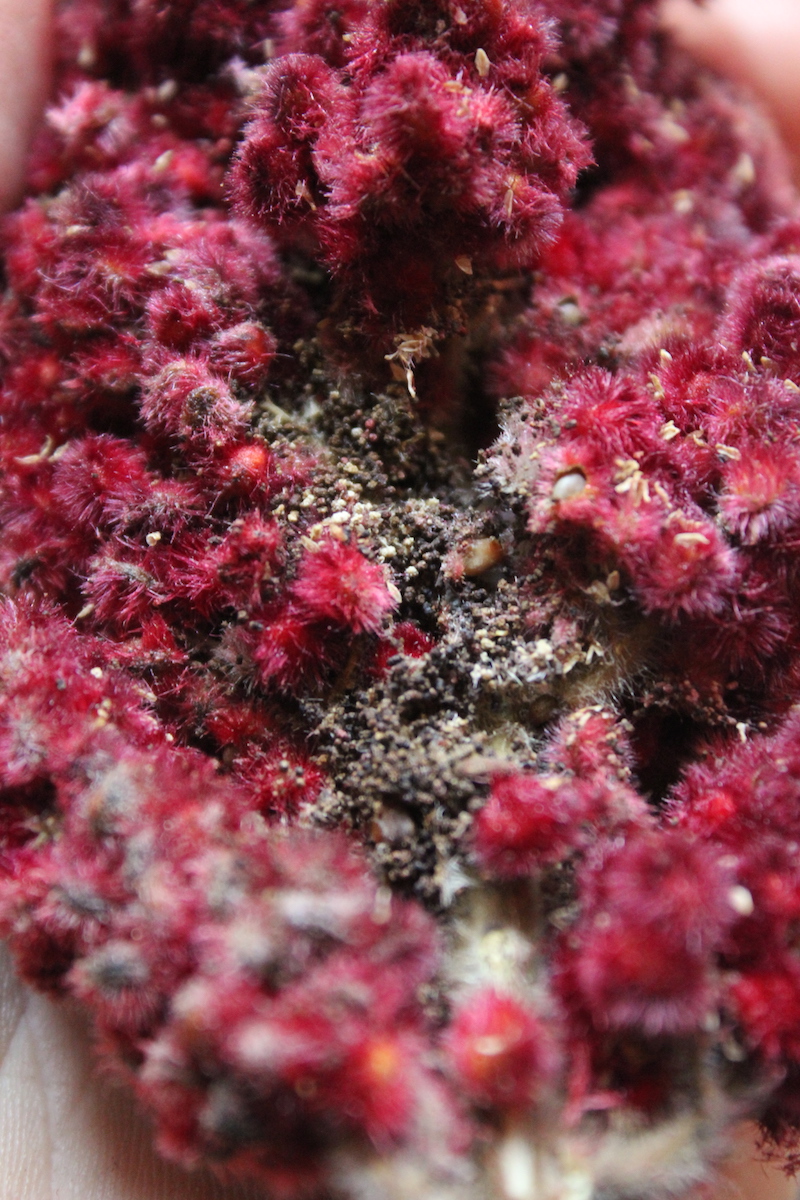 Sumac Worms