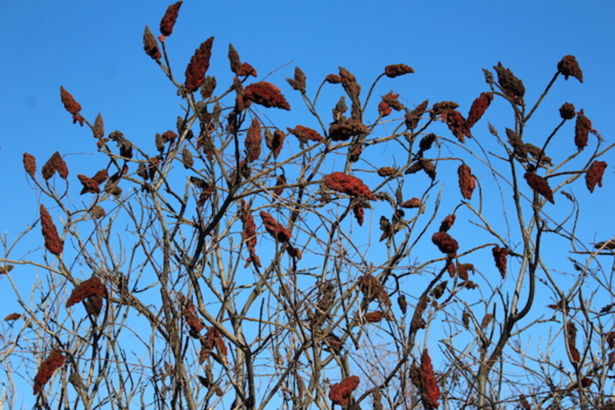 Sumac in Winter