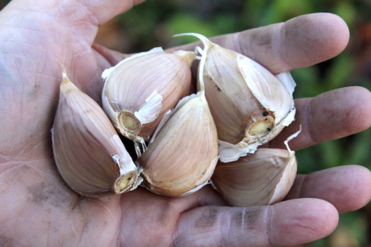 Uncle Fred's German White Seed Garlic
