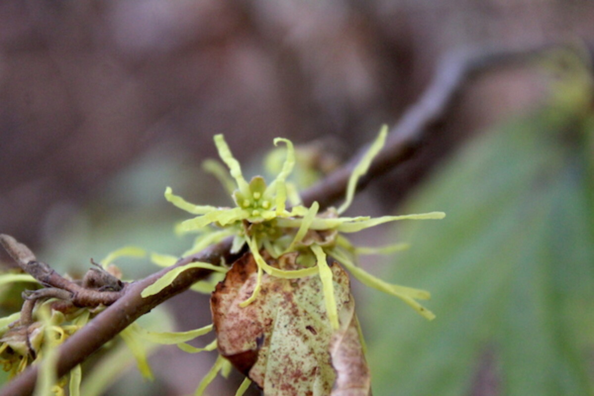 Witch Hazel Plant in Flower