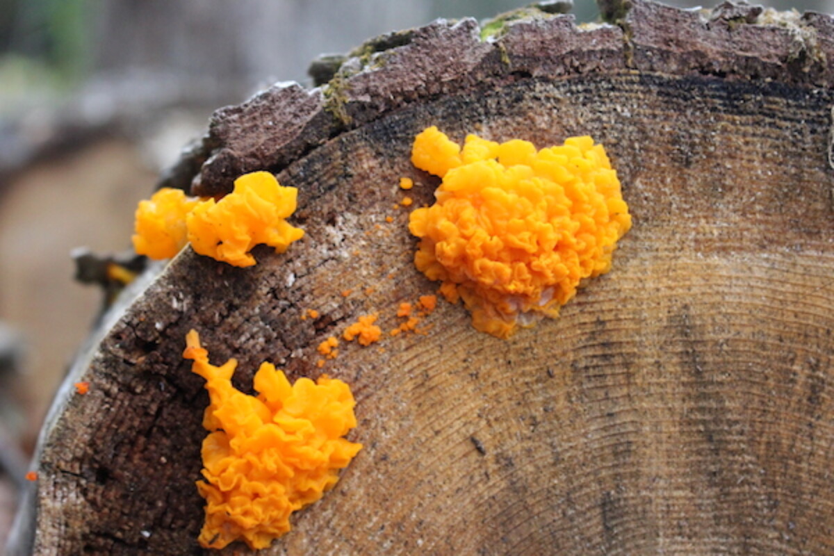 Several large orange jelly fungus (Dacrymyces palmatus) growing out of the cut end of a downed hemlock log.