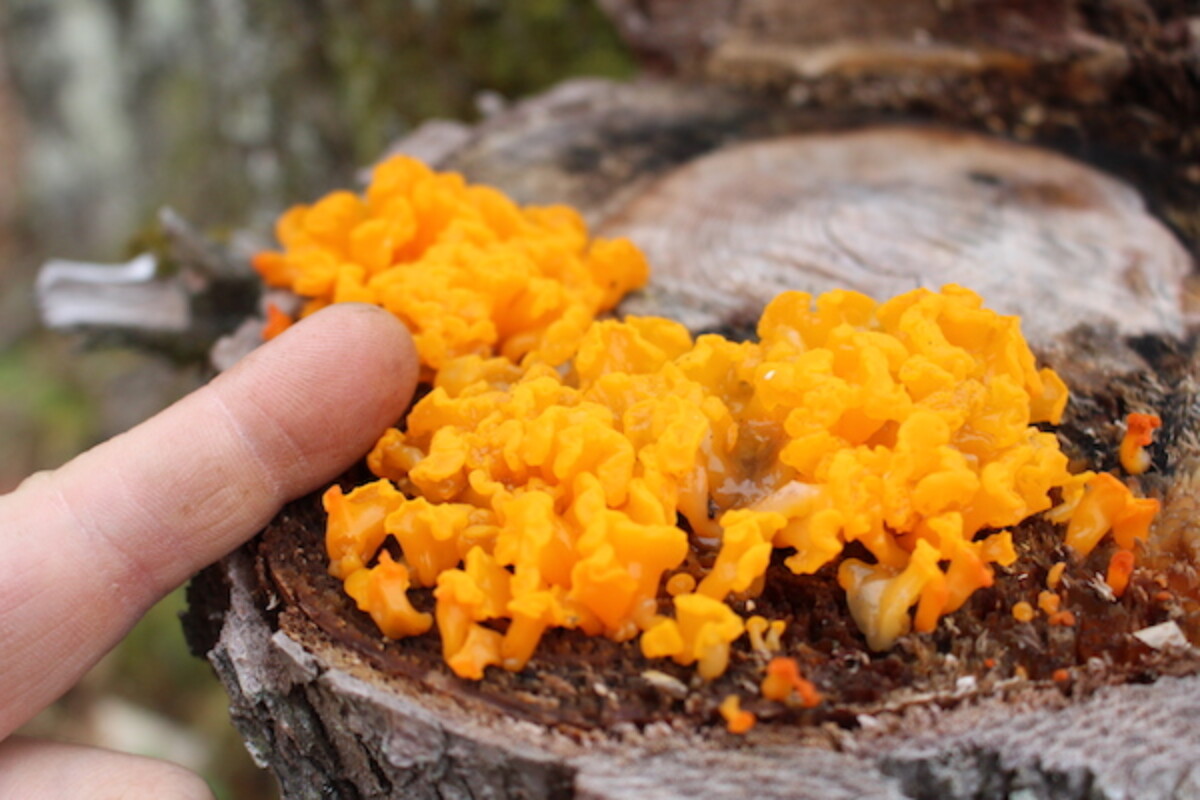 Large cluster of witches butter mushroom on a hemlock stump.