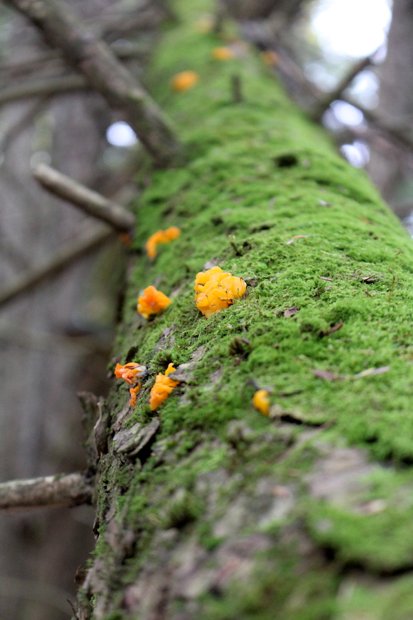 Witches butter mushrooms on a standing dead softwood tree.