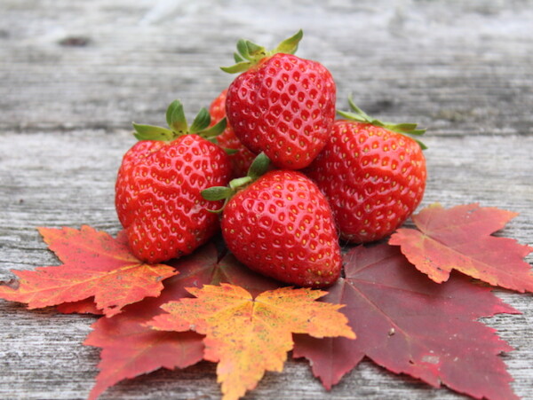 fall strawberries from everbearing strawberries mara de bois