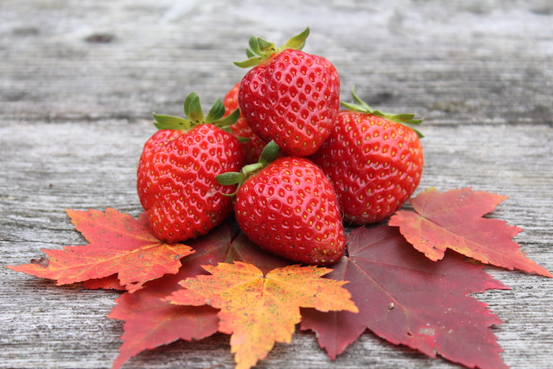 fall strawberries from everbearing strawberries mara de bois