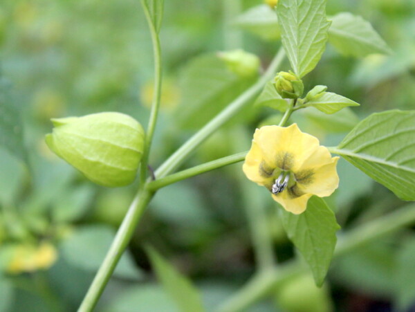 tomatillo Plant