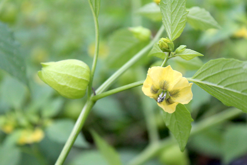 tomatillo Plant