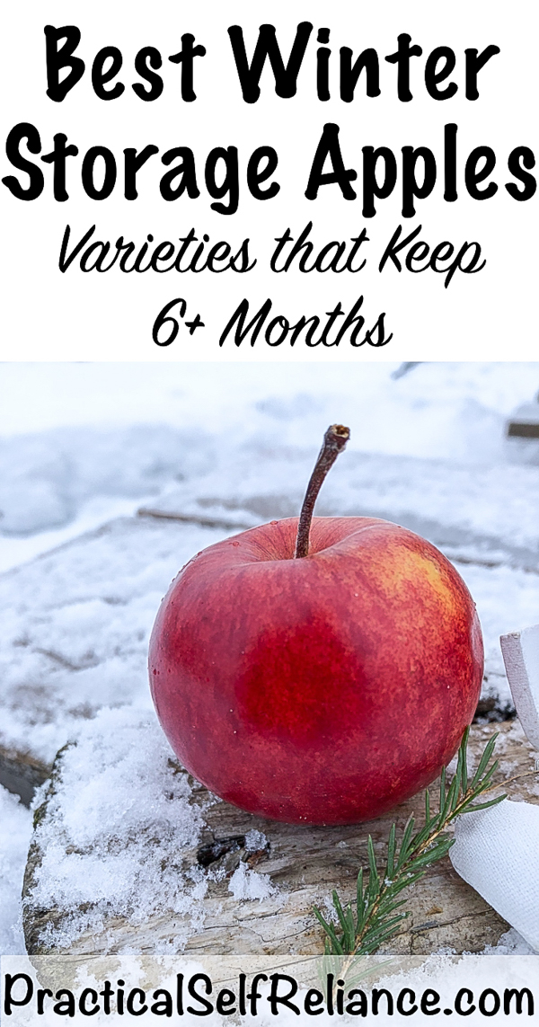 Best Winter Storage Apples ~ Apples that Keep All Winter ~ 6 Months or More #applevarieties #apples #foodpreservation #foodstorage #preparedness #appletrees