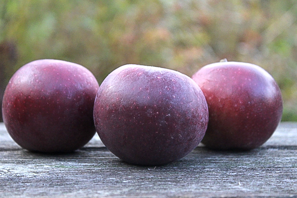 Arkansas Black Storage Apple