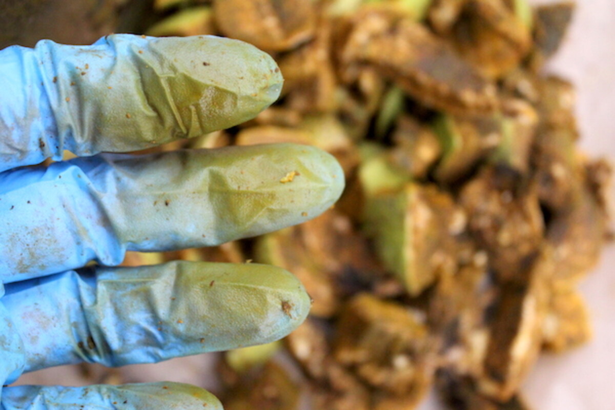 Black Walnut Stained Hands