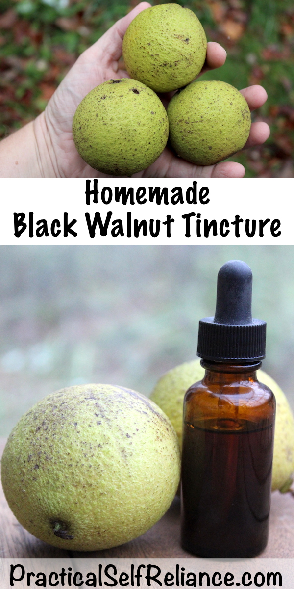 How to Make Black Walnut Tincture #blackwalnut #tincture #herbalism #medicine #foraging #wildcrafting #survival