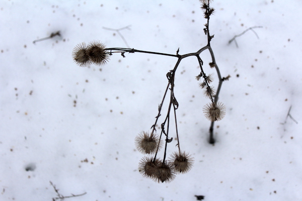 Burdock stock in winter with an edible root below the snow