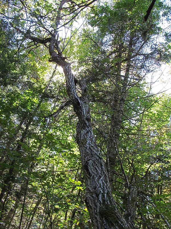 Butternut Tree