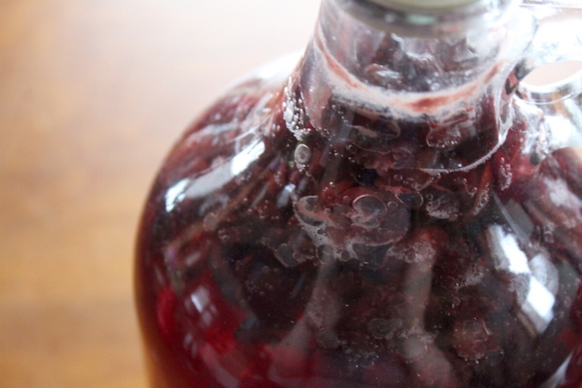 Homemade Cranberry wine brewing