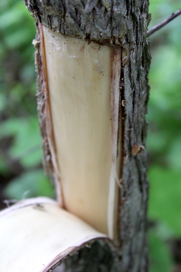 Harvesting Slippery Elm Bark for Medicine