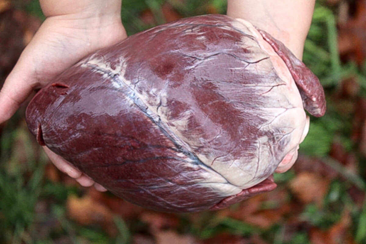 Deer Heart Steaks ~ Marinated Grilled Deer Heart