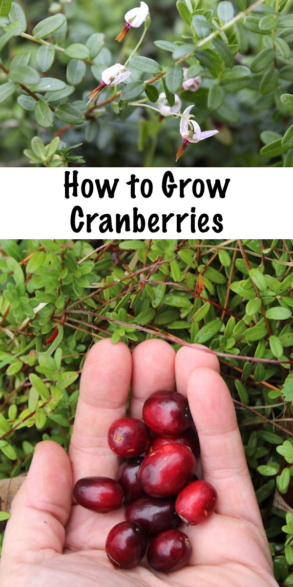 How To Grow Cranberries — Practical Self Reliance