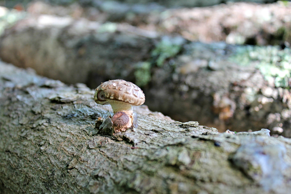 Our very first shiitake mushroom growing out of a sugar maple log.