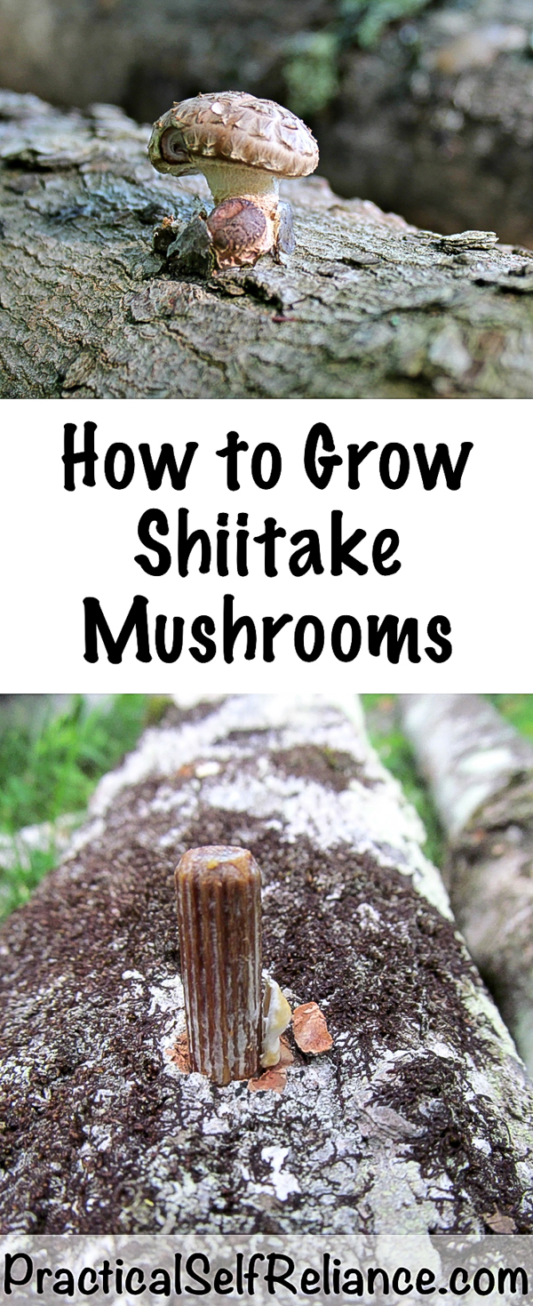 How to Grow Shiitake Mushrooms - Practical Self Reliance #shiitakemushrooms #howtogrow #permaculture #homesteading #mushrooms #selfsufficiency #growingfood