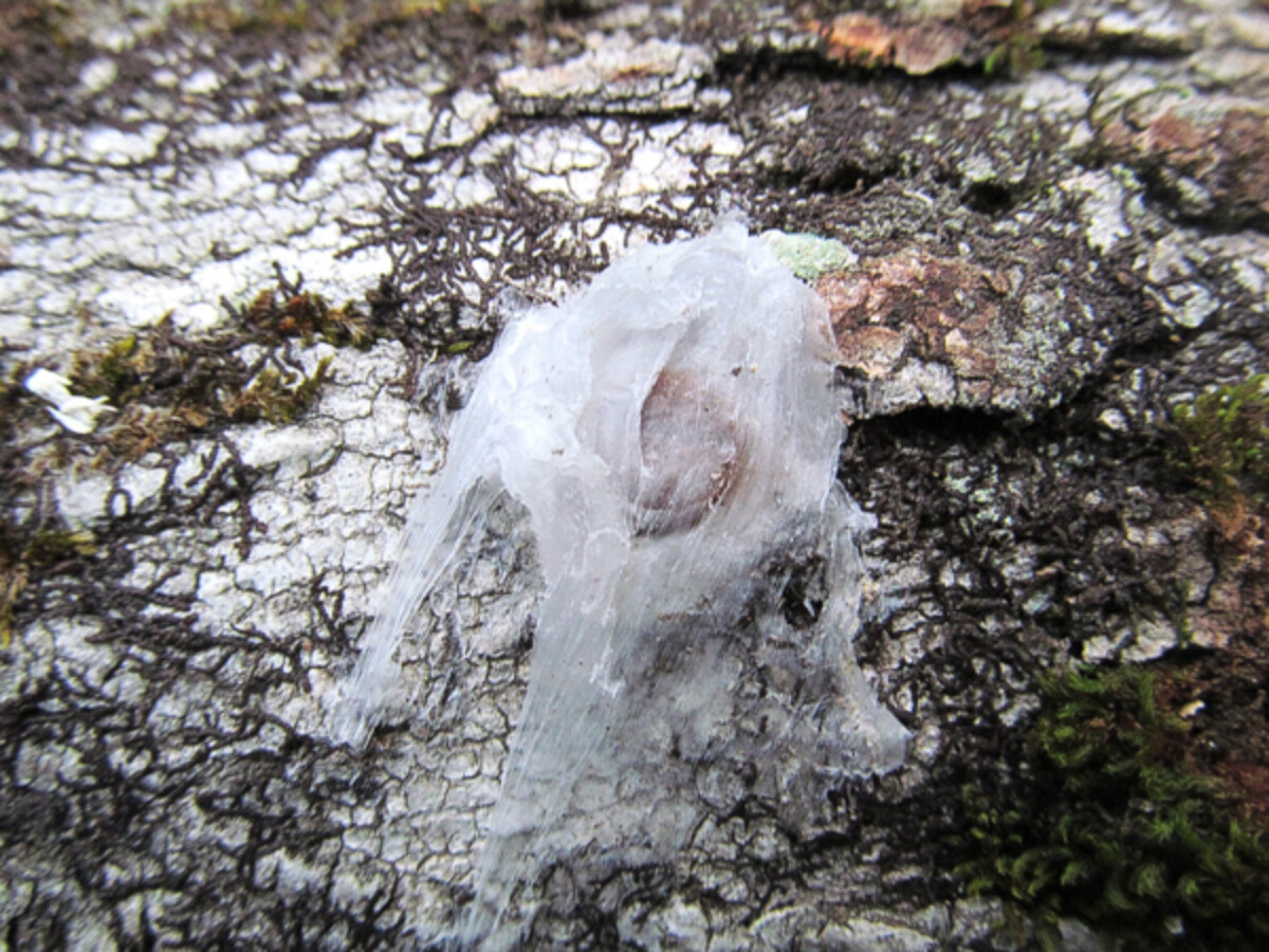 Shiitake mushroom spawn plug sealed with wax.