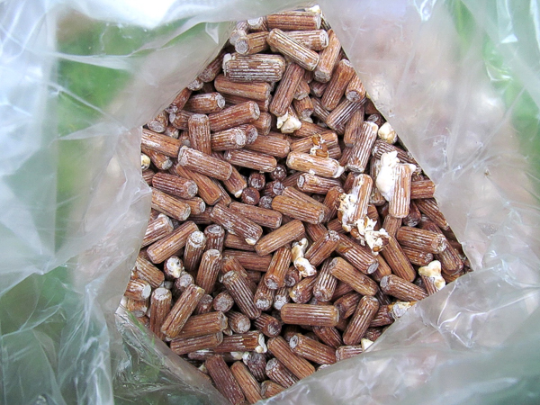shiitake mushroom plug spawn